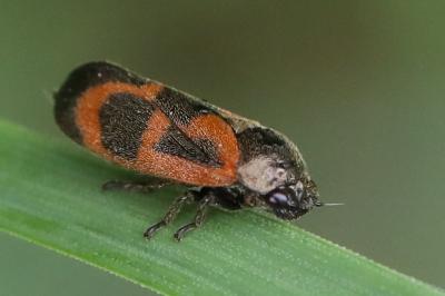 <i>Haematoloma dorsata</i>