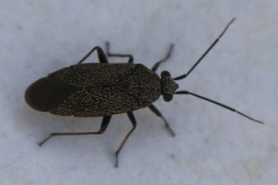 <i>Heterocordylus tibialis</i>