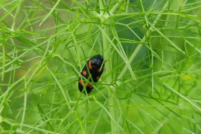 <i>Cercopis intermedia</i>