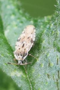 <i>Tingis cardui</i>
