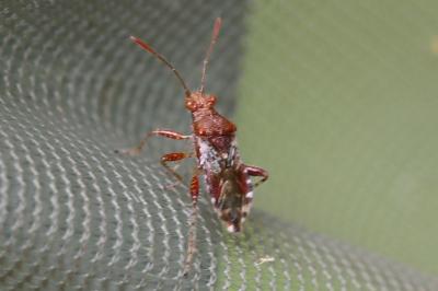 <i>Rhopalus subrufus</i>