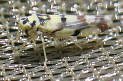 <i>Eupteryx</i>