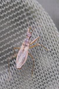 <i>Nabis rugosus</i>