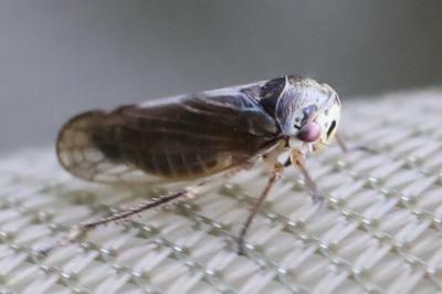 <i>Oncopsis</i>