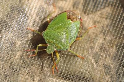 <i>Palomena prasina</i>