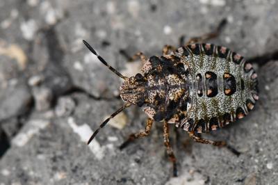 <i>Pentatoma rufipes</i>
