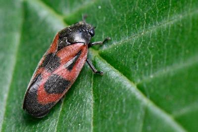 <i>Haematoloma dorsata</i>