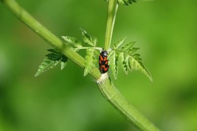 <i>Cercopis vulnerata</i>