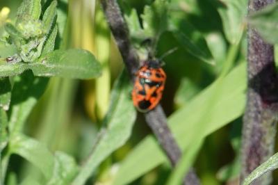 <i>Eurydema ornata</i>