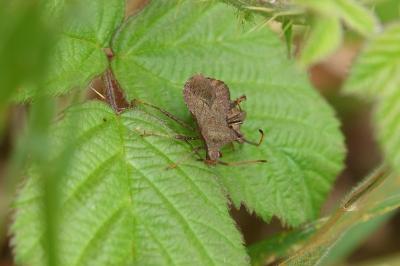 <i>Coreus marginatus</i>