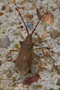 <i>Gonocerus acuteangulatus</i>