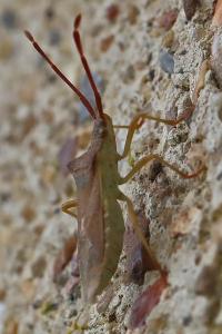 <i>Gonocerus acuteangulatus</i>