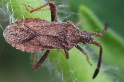 <i>Coriomeris denticulatus</i>