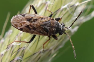 <i>Peritrechus gracilicornis</i>