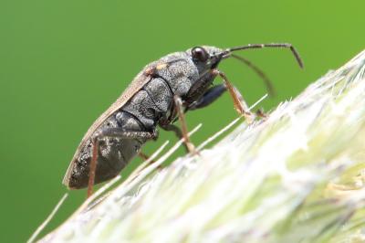 <i>Peritrechus gracilicornis</i>