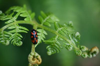<i>Cercopis vulnerata</i>