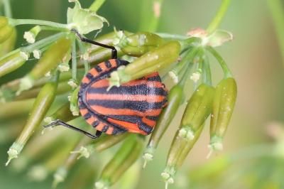<i>Graphosoma italicum</i>