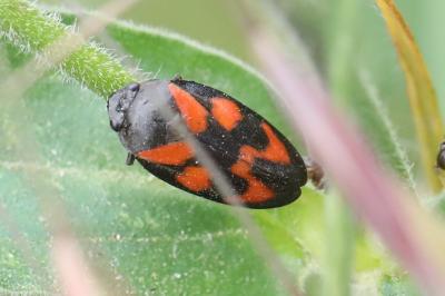 <i>Cercopis vulnerata</i>