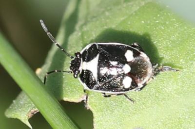 <i>Eurydema oleracea</i>