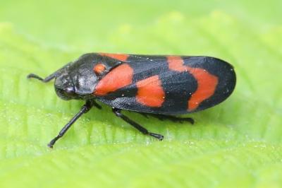 <i>Cercopis vulnerata</i>