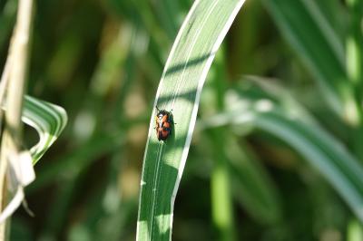 <i>Cercopis vulnerata</i>