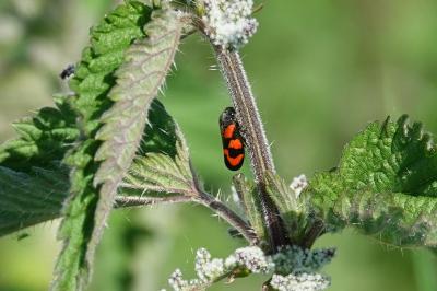 <i>Cercopis vulnerata</i>