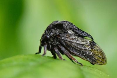 <i>Centrotus cornutus</i>