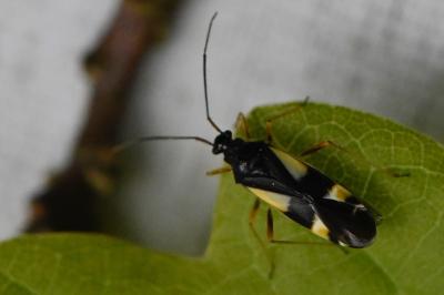 <i>Dryophilocoris flavoquadrimaculatus</i>