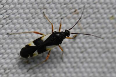 <i>Dryophilocoris flavoquadrimaculatus</i>