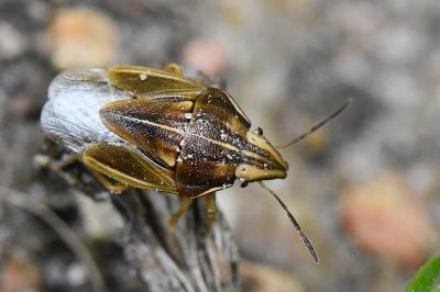 Aelia acuminata