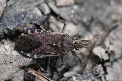 <i>Ceraleptus gracilicornis</i>