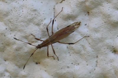 <i>Berytinus minor</i>