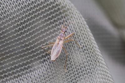 <i>Nabis rugosus</i>