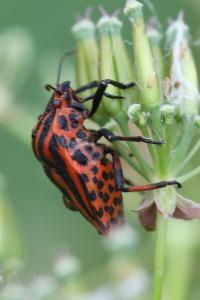 <i>Graphosoma italicum</i>