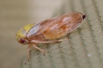 <i>Oncopsis</i>