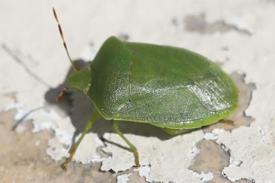 Nezara viridula