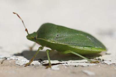 <i>Nezara viridula</i>