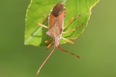 <i>Gonocerus acuteangulatus</i>