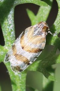 <i>Tachycixius venustulus</i>