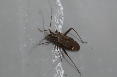 <i>Closterotomus fulvomaculatus</i>