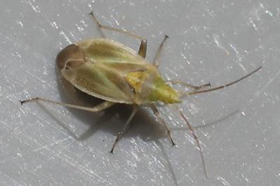 <i>Amblytylus nasutus</i>
