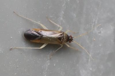 <i>Phylus coryli</i>