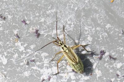 <i>Leptopterna dolabrata</i>