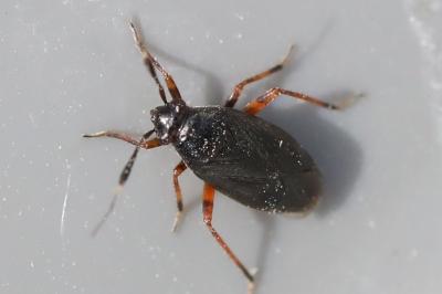 <i>Capsus ater</i>