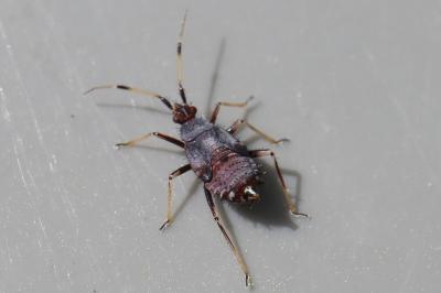<i>Deraeocoris ruber</i>