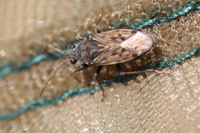 <i>Peritrechus gracilicornis</i>