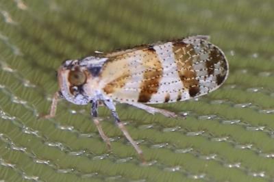 <i>Tachycixius venustulus</i>
