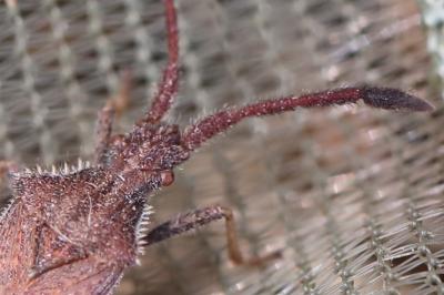 Coriomeris denticulatus