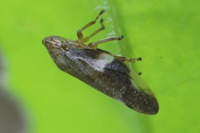 <i>Aphrophora alni</i>