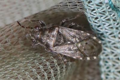 <i>Heterogaster urticae</i>